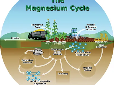 The magnesium cycle.