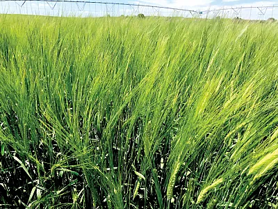 Barley heading out in later-summer in southern Idaho. Photo by Juliet Marshall.