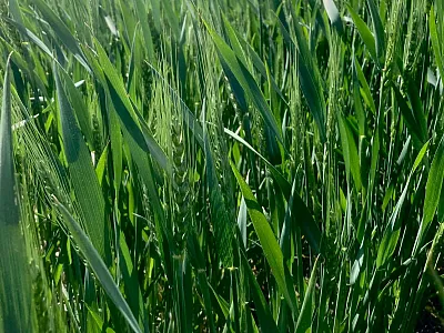 Wheat canopy. Photo by Curtis Adams.