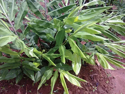 Ginger plants at the Crop Science Research Farm of the University of Nigeria Nsukka. Photo courtesy of U.P. Chukwudi.