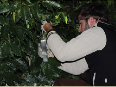 Dr. João de Deus Godinho Júnior of São Paulo State University uses a portable digital dynamometer to measure the detachment force of coffee fruit on a Brazilian coffee plantation. Photo by Rouverson Pereira da Silva.