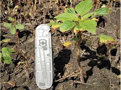 This Palmer amaranth plant, taller than 4 inches, survived a glufos- inate application, but its young offspring might not. Photo courtesy  of Eric Jones.