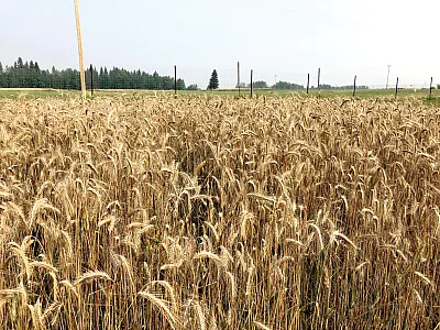 Perennial rye ready for harvest in Breton, Canada. Photo by Erin Daly.