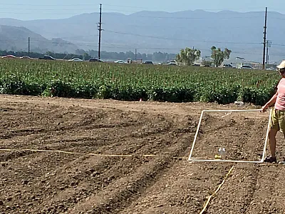 Ekta Tiwari, a postdoctoral fellow at California Polytechnic State University, assesses plastic accumulation in agricultural fields. Photo by Seeta Sistla.