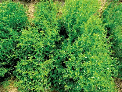 Two lentil varieties growing in Bangladesh. One is still in its vegetative growth phase (left) while the other is flowering and in its  reproductive phase (right). Photo by Derek M. Wright.