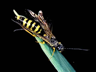 Adult wheat stem sawfly. Photo by Robert K. Peterson.