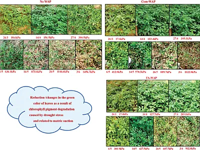 Response against drought stress for tomatoes with control soil (No WAP), commercial water-absorbing polymer (WAP), and fly-ash-based water-absorbing polymer (FA-WAP). Image by Bharat Ratan.