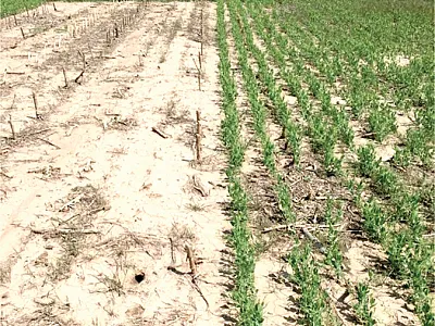Chemical summer fallow plot (left) next to a field pea plot in Sidney, NE, in 2018 during the first half of the crop sequence comparison in a wheat-based dryland cropping system. Photo by Samuel Koeshall.