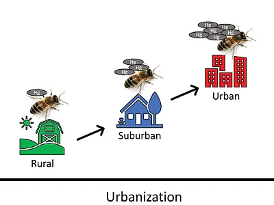 The first dataset on mercury levels in honey bees across the U.S. was reported in Agricultural & Environmental Letters. Total mercury levels in honey bees trend positively with urbanization of environment.