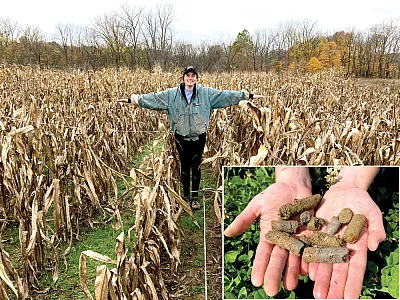 Theresa Brehm, a graduate researcher at Ohio State University and first author of the study, stands in a corn field in a pipeline area. The corn, at full maturity, shows stunted growth. Inset: These soil cores taken from a pipeline area in northern Ohio show evidence of soil horizon mixing. Photos by Steve Culman.