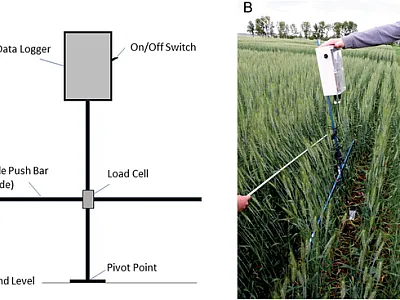 An illustration of the Stalker push-force meter (left), and the Stalker in action (right), capturing stem strength and elasticity data at a spring wheat plot. Photo by Amy Mangin.