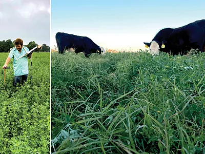 Left: First author Justin Burt collects non-destructive plant data of alfalfa–bermudagrass mixtures in Tifton, GA. Photo by Kendall Whatley. Right: Research steers graze an alfalfa–bermudagrass mixture in Tifton, GA. Photo by Justin Burt.