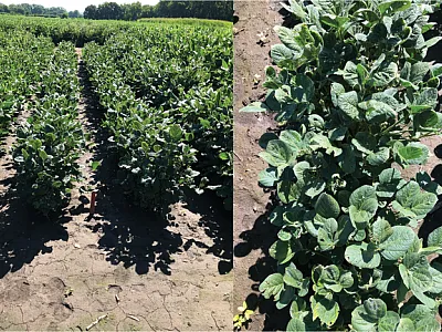 Leaf cupping and crinkling two weeks after soybean exposure to 1/100th of a field-use rate of dicamba at V3, R1, and R3 growth stages. Photo by Tyler Meyeres.