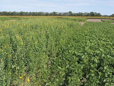 Summer cover crops planted after winter wheat harvest in south-central Kansas produced significant amounts of biomass and enhanced earthworm populations, among other soil ecosystem services. Photo by Mark Claassen.