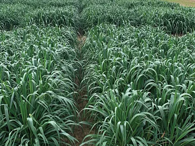FLLA11019-8, a new dual-purpose oat cultivar developed at the University of Florida, in the vegetative stage. Photo by Md Ali Babar.