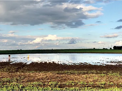 A depression that had been planted to soybean during a ponding event in June 2020. Photo by Nate Lawrence.
