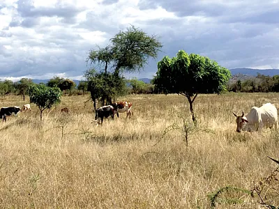 Cattle graze in a communal pasture during the dry season near Kapenguria, Kenya. Photo by David Pelster.
