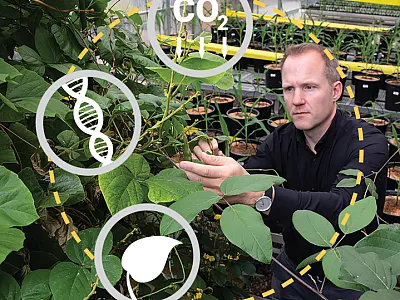 Breeding for Carbon Storage