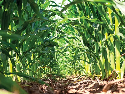 “Corn Forming a Canopy” by Josie Rice was the Crops Best Photo during the photograhy and video contest held during the 2023 Annual Meeting in November.