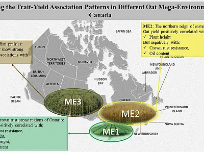 A map showing yield-by-trait associations in three different oat mega-environments across Canada, identified by a new biplot procedure. Image by Mehri Hadinezhad.