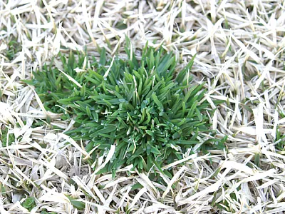 Annual bluegrass in winter dormant bermudagrass in Blacksburg, VA. Photo by Shawn Askew, Virginia Tech.
