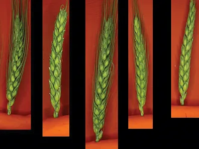 Examples of wheat spike images used for training and testing models designed to count spikelet number. Images by Mik Hammers and Zachary J. Winn.