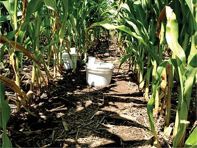 A representation of in-row and between-row placement of cham- bers used for greenhouse gas data collection in this study's crop  rotation experiments. Photo by Maciej Kazula.
