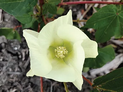 A cotton flower from the skip-row study at the USDA-ARS Grassland Soil and Water Research Laboratory in Temple, TX, which provided the photo.