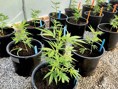 Hemp plants 20 days after transplanting growing in a greenhouse before experiencing drought stress. Photo by Wayne Morgan.