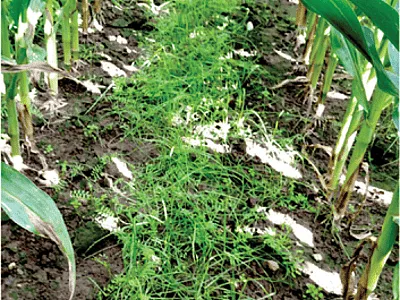 Cover crops interseeded into corn. Photo by Lisa Tiemann.
