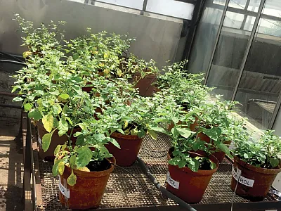 The ripe berries and boiled leaves of black nightshade, pictured here cultivated in pots, are often consumed, and its plant parts are used in traditional medicine. Photo courtesy of the University of KwaZulu-Natal, Pietermaritzburg Campus.