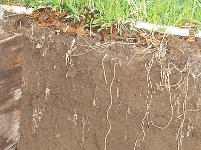 Photo by J.E. Doll, Michigan State University.