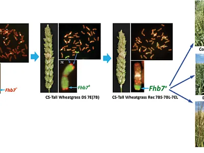 A depiction of the development of FHB-resistant spring wheat ger- mplasm WGC002, which contains the wild grass–derived resistance  gene Fhb7The2. Image courtesy of Xiewen Cai.