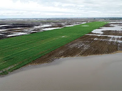 Aerial photograph of a tile-drained plot containing a cereal rye cover crop following a 5 cm rainfall in central Illinois. Photo by Jason Solberg.