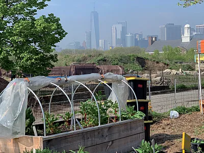 A community garden in New York City where legacy lead contamination can linger for decades. Photo courtesy of Anna Paltseva.
