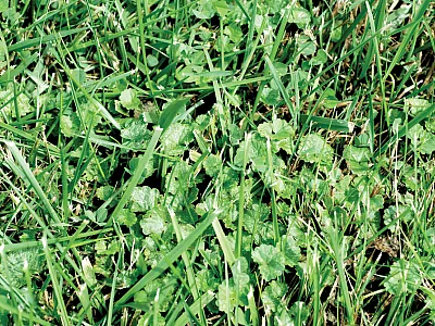 Ground ivy pictured in a Kentucky bluegrass field in West Lafayette, IN. Photo by Aaron Patton.