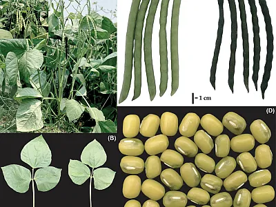 Plant and flowers (A), leaves (B), pods (C), and seeds (D) of the new mungbean cultivar KUML4. Image from Somta et al. (2024).