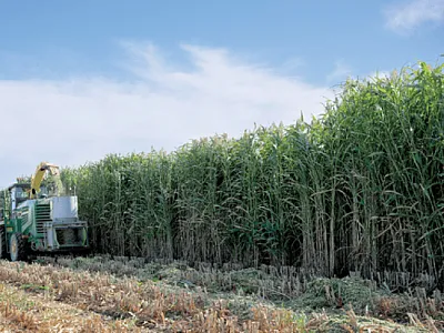 A forage chopper harvesting photoperiod-sensitive sorghum in Boone, IA at the end of the season. Photo by Joshua Kemp, Iowa State University.