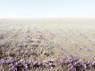 A saffron field in Neyshabur County, Razavi Khorasan Province, Iran. For a recent study in Agrosystems, Geosciences  & Environment, Piratseh-Anosheh and col- leagues measured flower yield from 13 fields  in Iran during harvesting season. The field in Neyshabur County produced some of the higher yields in the study. Photo courtesy of Hadi Piratseh-Anosheh.