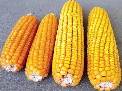 Commercial food-grade hard endosperm maize ears (left) and regular soft maize ones (right) harvested in Zavalla, Santa Fe, Argentina.  Photo by Lucas Abdala.