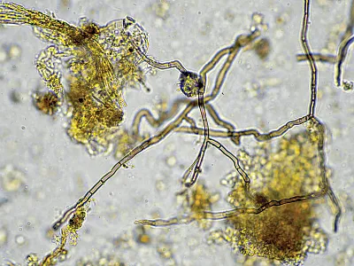 Microscopic view of a soil sample teaming with life. Photo courtesy of Adobe Stock/Phoebe.