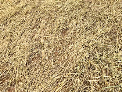 Cereal rye cover crop after termination. Photo by Muthukumar Bagavathiannan.
