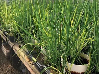 Rice plants toward the end of the vegetative stage grown in a con- trolled environment for greenhouse gas analyses. Photo by Diego  Della Lunga.