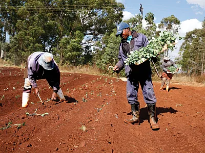 Planting cabbage seedlings in South Africa. Photo by Jemal Countess/Solidarity and reprinted here under this license: https:// creativecommons.org/licenses/by-nd/2.0/.