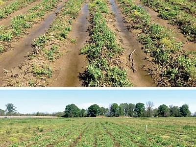 Top: conventionally tilled plot with stagnant water on the furrows during the rainy winter. Bottom: no-till furrows with water mostly absorbed by surface residue. Photos by Madhav Dhakal.