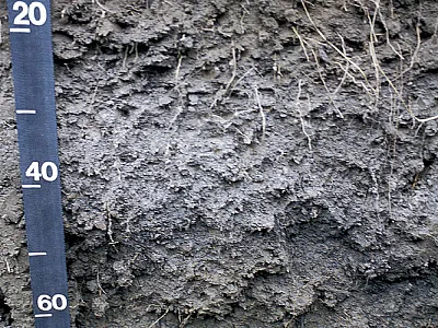 A fine, smectitic, mesic Vertic Argialboll, a poorly drained soil formed in loess. These soils occur on flats and in depressions of  uplands in southern Iowa. Scale is in centimeters. Mollic epipe- don (0–25 cm), albic horizon (25–48 cm), argillic (Btg) horizon  (48–>90 cm). How many terms unique to soil science do you recog- nize in this caption? What story do they suggest about biological,  physical, and chemical processes related to carbon, water, and clay in the soil? Photo by Jon Sandor.