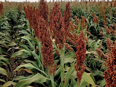 Grain sorghum hybrids in a yield trial near LaFeria, TX in summer 2021. Photo by Daniel Crozier, Texas A&M University.