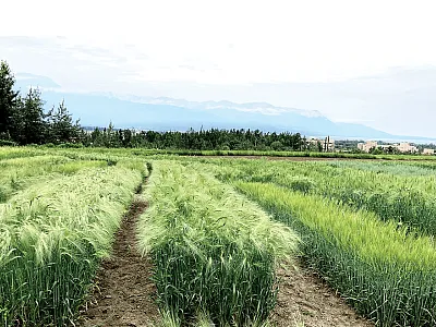 The Alaska Collaborative Food Production Systems Project’s barley varietal performance trial at the Matanuska Agriculture and Forestry Experiment Station in Palmer, AK. Photo courtesy of Jakir Hasan.