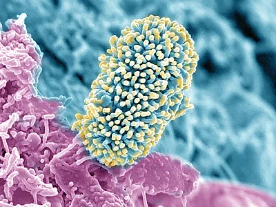 Soil microbial diversity varies among different ecosystems and plays a crucial role in regulating nutrient cycling and mobilization, water holding, and organism matter decomposition. Photo courtesy of Flickr/Pacific Northwest National Laboratory and published under this license: https://creativecommons.org/licenses/by-nc-sa/2.0//