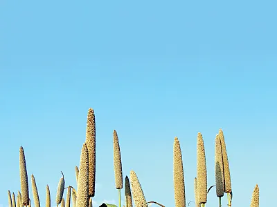 Photo courtesy of Wikimedia Commons/sarangib.